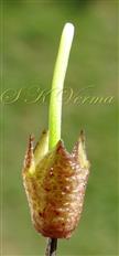  Calyx with young legume